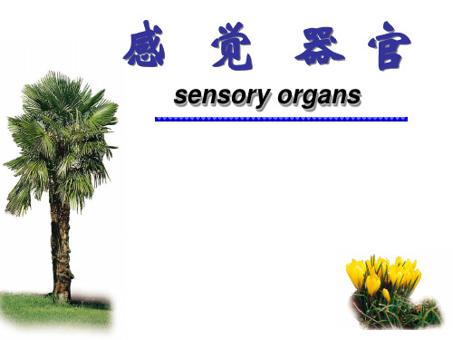 人体解剖学：感觉器官