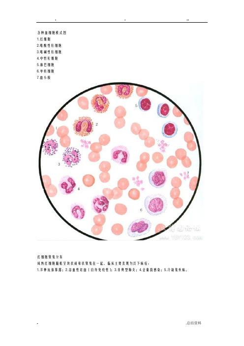 各种血细胞模式图