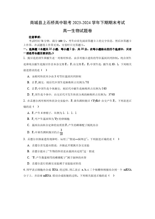 河南省信阳市商城县上石桥高中联考2023-2024学年高一下学期7月期末考试生物学试题(含答案)