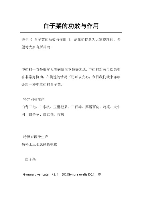 白子菜的功效与作用