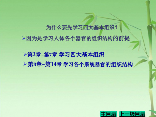 第七版组织学与胚胎学第2章 上皮组织(共104张PPT)