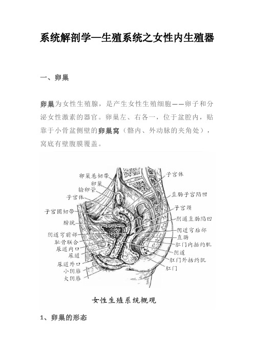 系统解剖学—生殖系统之女性内生殖器