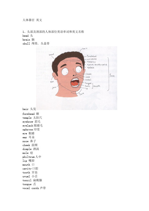 人体器官 英文版  配图