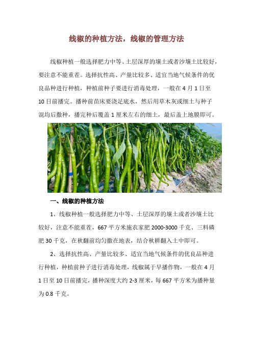 线椒的种植方法,线椒的管理方法