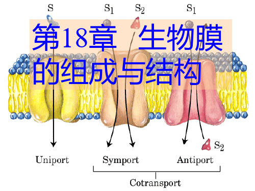 生物膜的组成及结构PPT课件