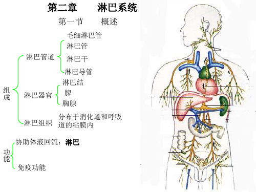 二章淋巴系统