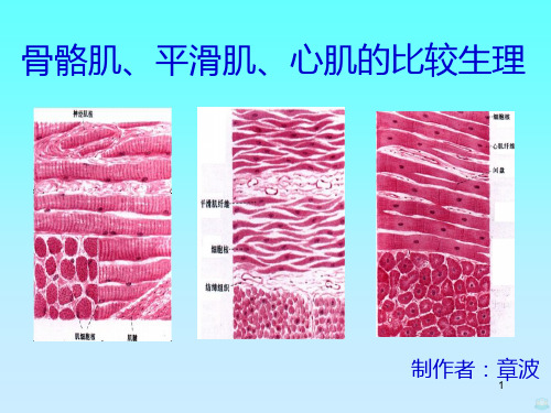 骨骼肌心肌平滑肌的比较PPT课件