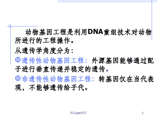 动物基因工程ppt课件