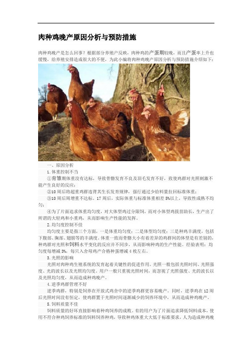 肉种鸡晚产原因分析与预防措施