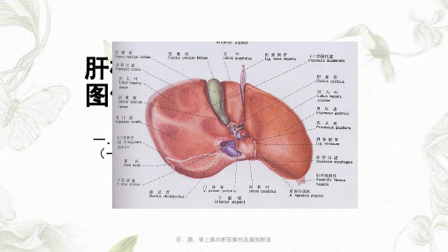 肝、胰、肾上腺的断面解剖及腹部断面ppt课件