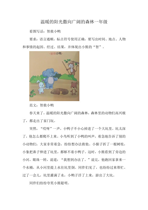 温暖的阳光撒向广阔的森林一年级