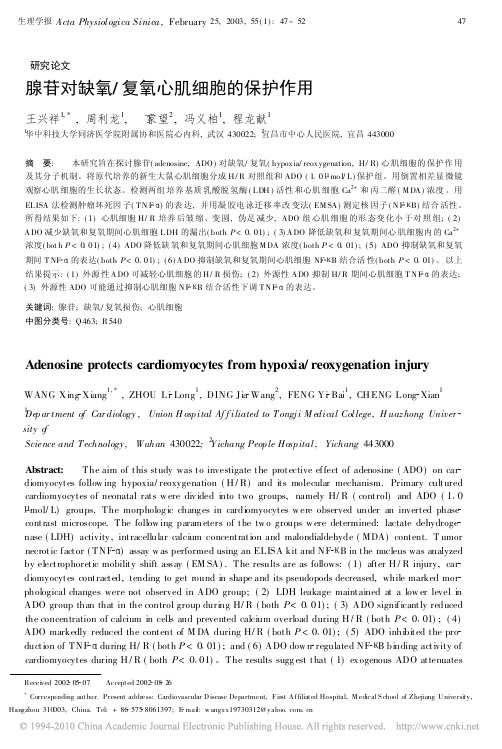 腺苷对缺氧_复氧心肌细胞的保护作用