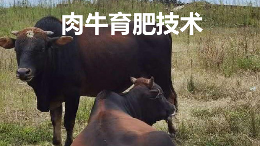 肉牛育肥技术