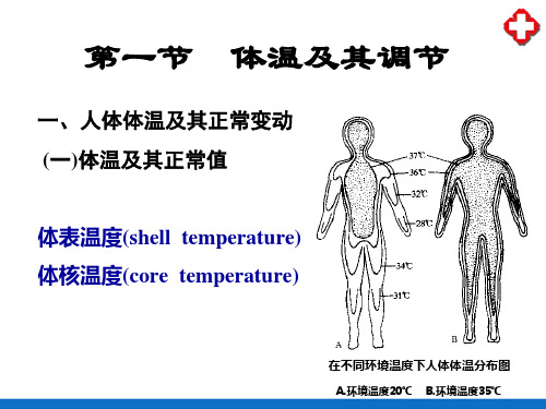 能量代谢和体温—体温(人体解剖生理学)