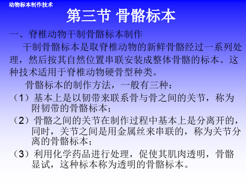 第三节骨骼标本