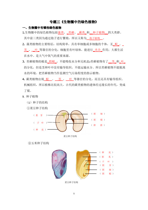 专题三《生物圈中的绿色植物》复习提纲 - 带答案