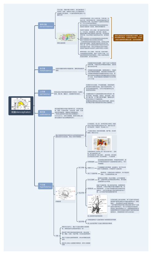 神经系统解剖—间脑思维导图