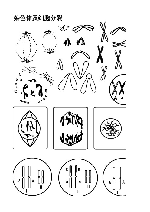 高中生物学绘图元件(出试题绘图)