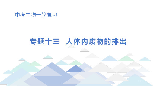 初中生物中考总复习课件：专题13 人体内废物的排出