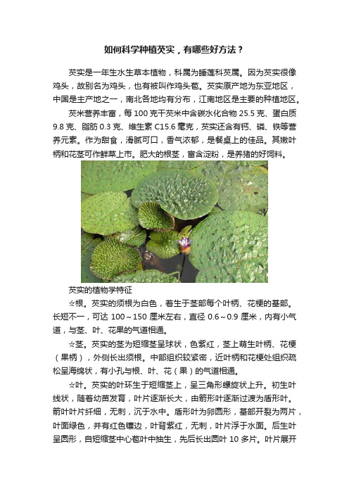 如何科学种植芡实，有哪些好方法？