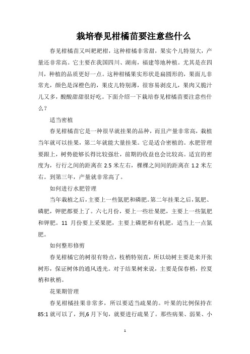 栽培春见柑橘苗要注意些什么