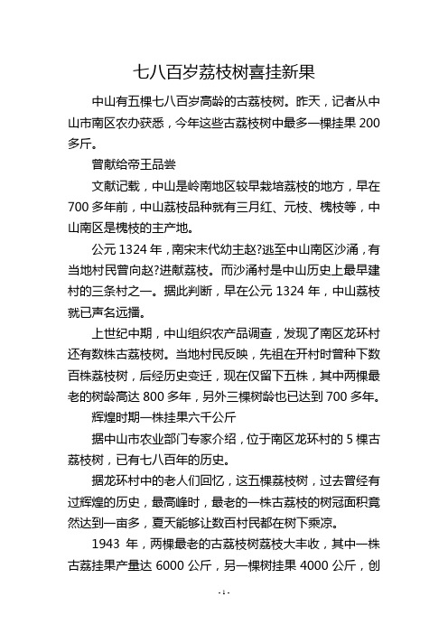 七八百岁荔枝树喜挂新果