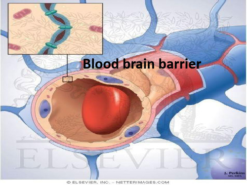 血脑屏障 ppt课件