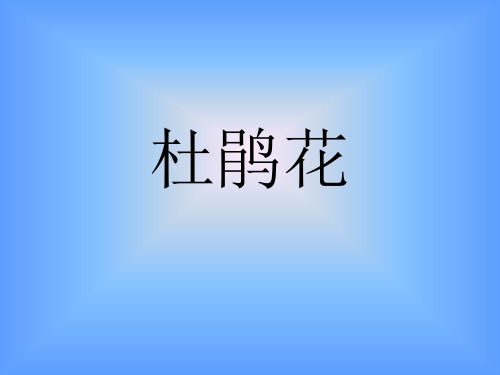 杜鹃花怎么养ppt课件