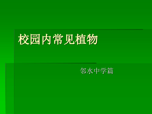 校园内常见植物