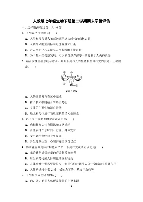 人教版七年级生物下册第二学期期末学情评估含答案