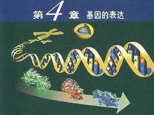 生物人教版必修二基因对性状的控制课件-ppt精品课件