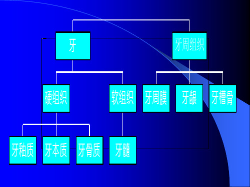 根尖片影像