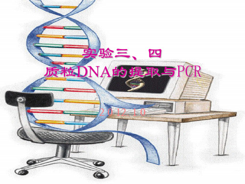 质粒DNA的提取与PCR