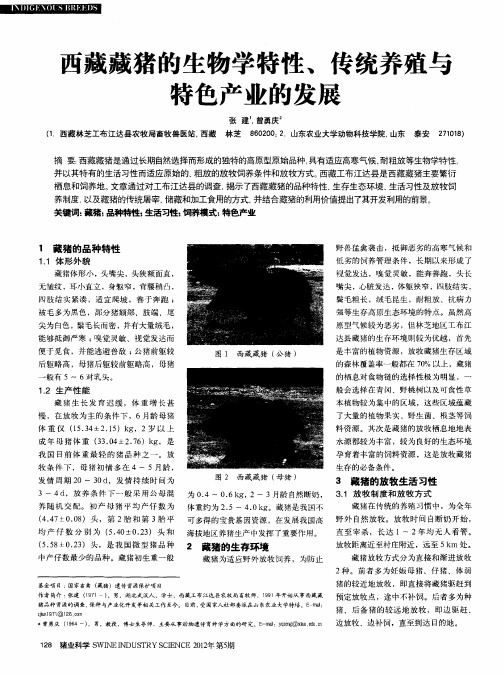 西藏藏猪的生物学特性、传统养殖与特色产业的发展