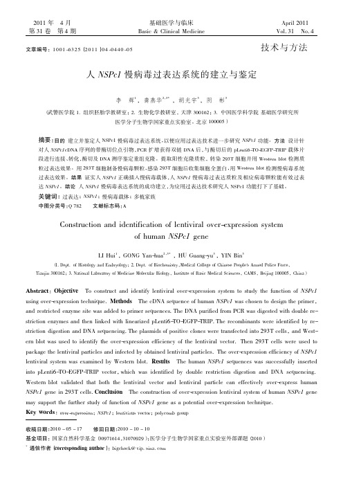 人NSPc1慢病毒过表达系统的建立与鉴定