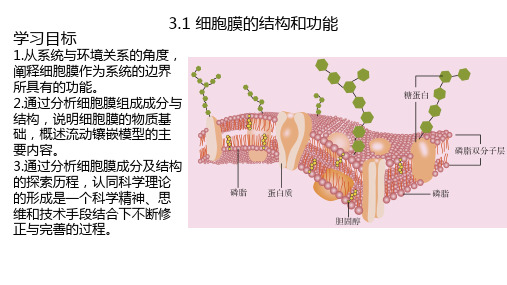 3.1细胞膜的结构和功能 课件(共24张PPT)人教版2019高中生物必修一