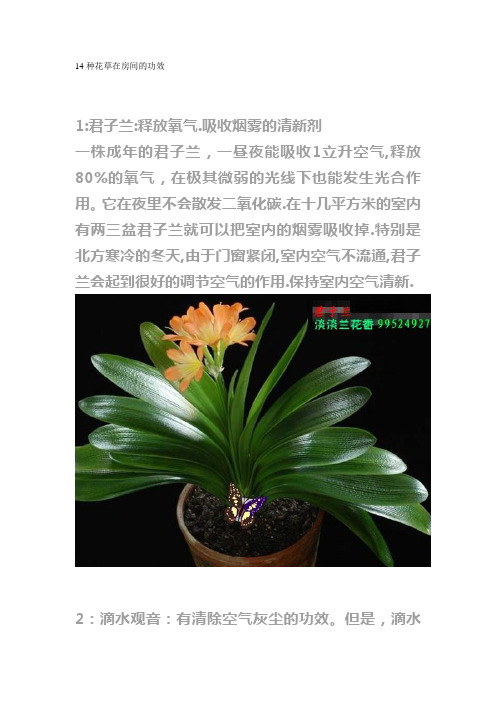 14种花草在房间的功效