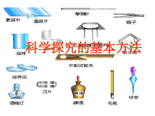 七年级生物科学探究的基本方法1