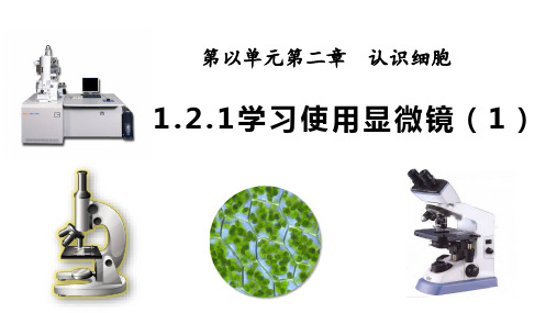 【生物】学习使用显微第一课时课件-2024-2025学年人教版七年级上册