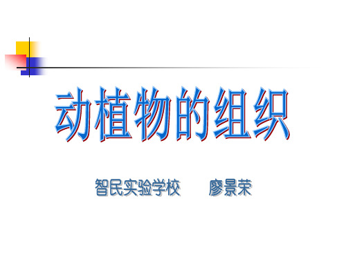 动植物的组织 PPT