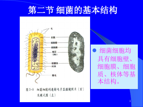 细菌的基本结构PPT课件