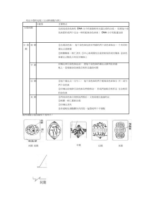 (完整版)有丝分裂和减数分裂的过程和图像