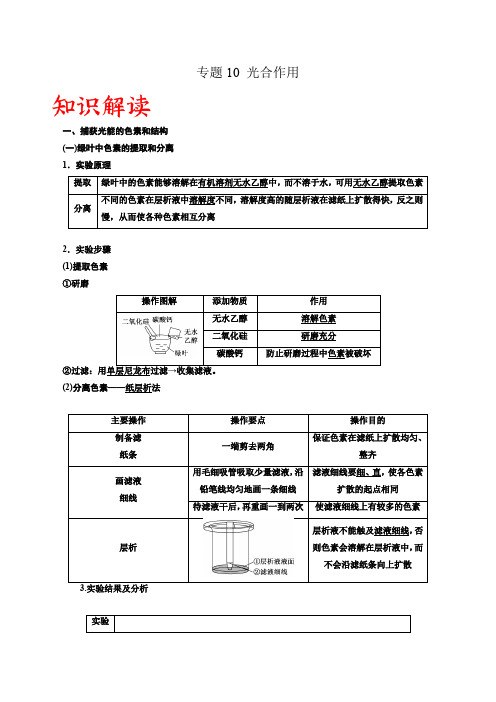 专题10 光合作用(解析版)