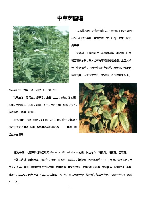 中草药大全图谱