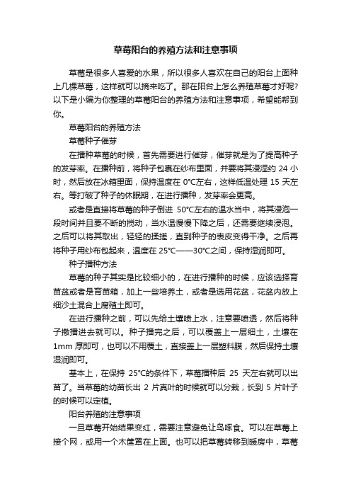 草莓阳台的养殖方法和注意事项