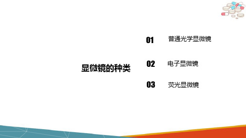 微生物观察技术—显微镜的使用