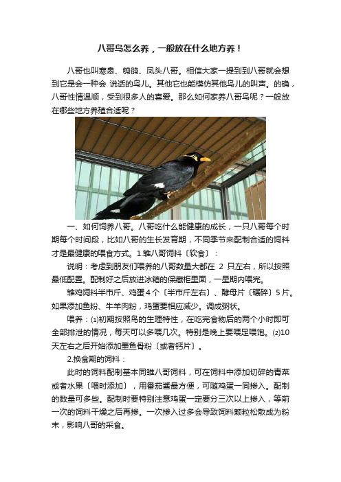 八哥鸟怎么养，一般放在什么地方养！