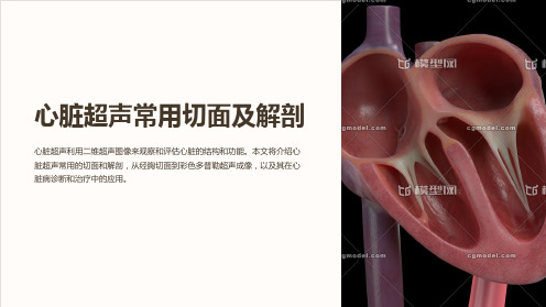 心脏超声常用切面及解剖