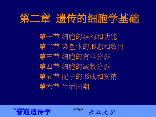 普通遗传学2第二章遗传的细胞学基础