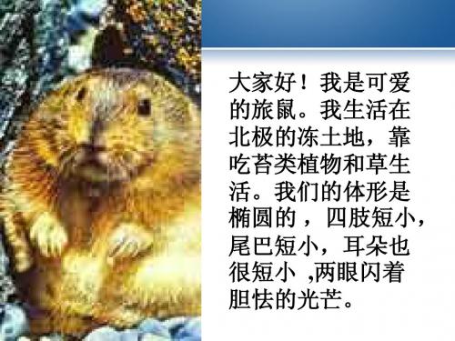 语文八年级下册《旅鼠之谜》教学课件:18页